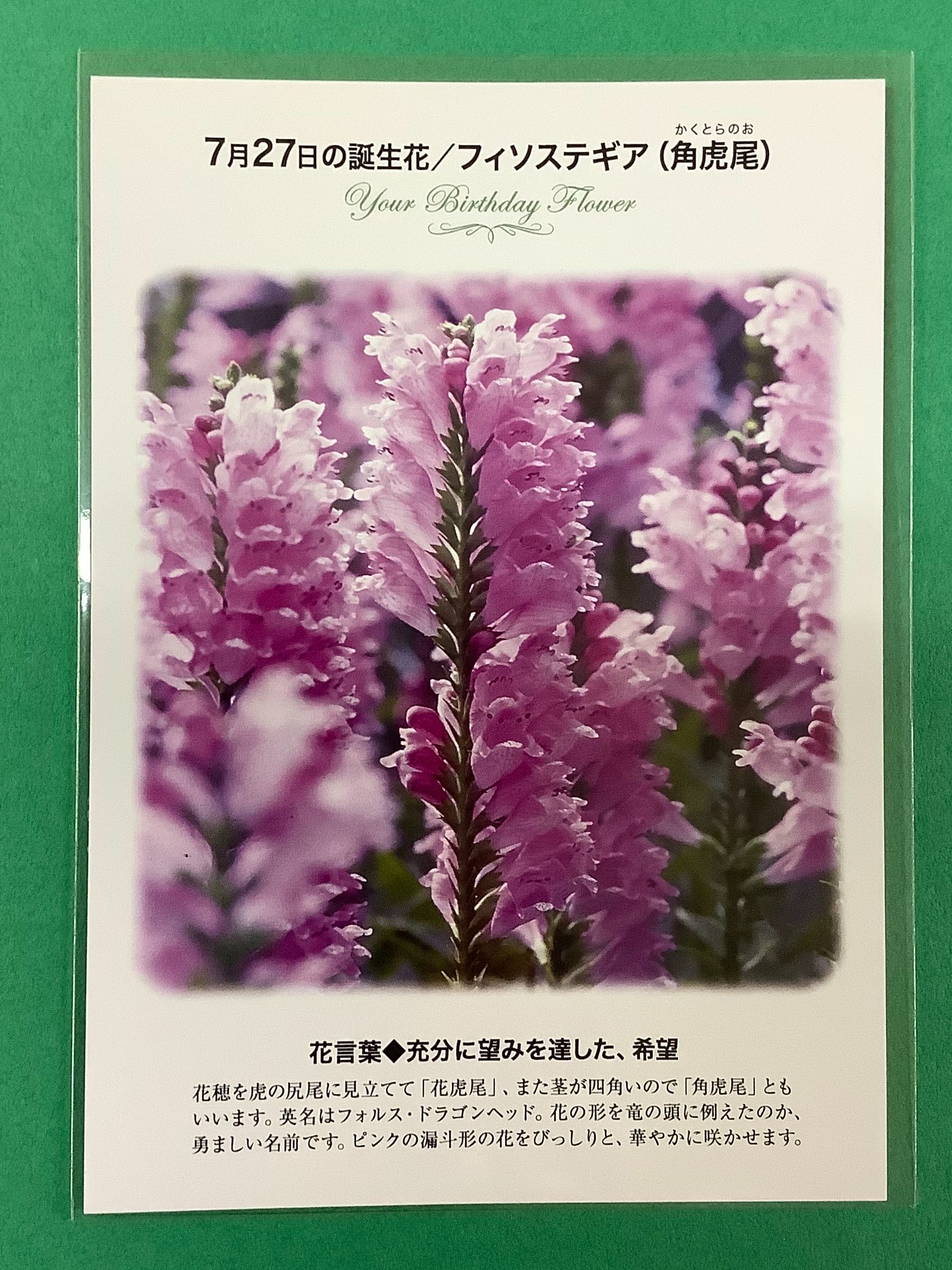 Twitter 上的 紀伊國屋書店 梅田本店 誕生花ポストカード 7 27の 誕生花 は フィソステギア 角虎尾 かくとらのお 英名はフォルス ドラゴンヘッド 花の形を竜の頭に例えたのか とても勇ましい名前ですね 花言葉 は 充分に望みを達した 希望 只今