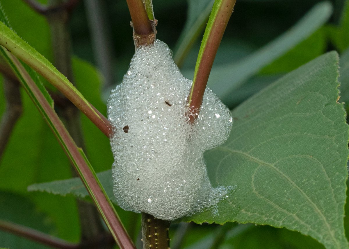 Varad Giri tweet media