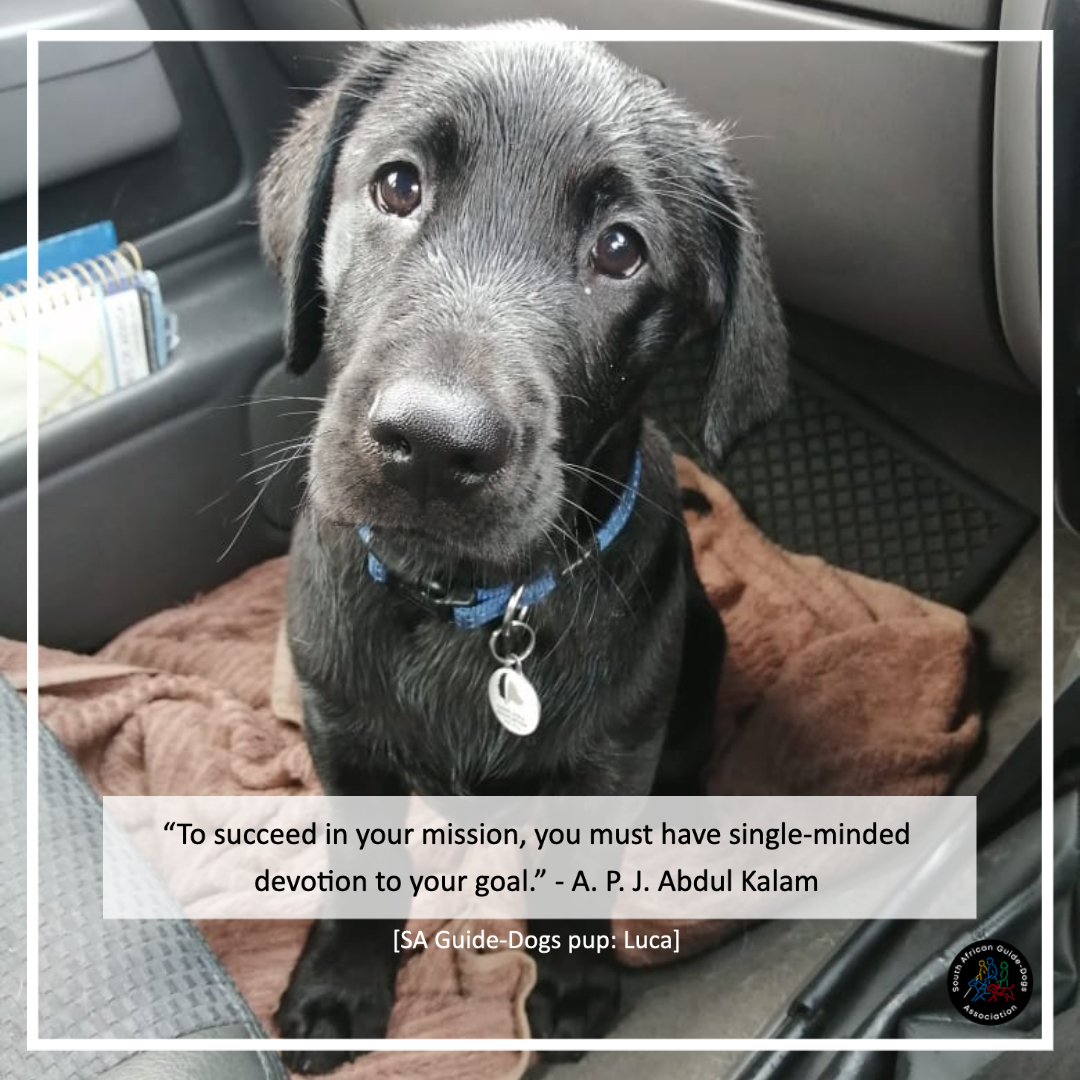 Funny Dog Quotes About Food