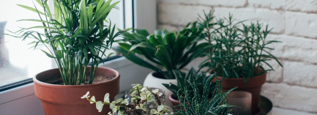 🔎 ¡Mira lo que he encontrado!
Consejos para cuidar plantas de interior en verano - verdecora.es/blog/consejos-… 
#plantas #decoración #natural #cuidados
