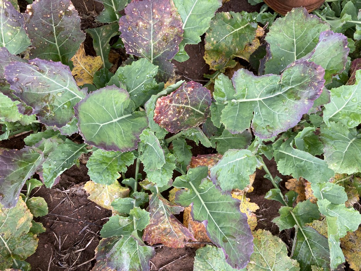 NigelAgRivCoop's tweet photo. Suspected low sulphur status following wet summer and better GSR , corresponding with lighter, low organic matter soil class. Historical creek bed clearly evident. https://t.co/wp3rmAaqqq