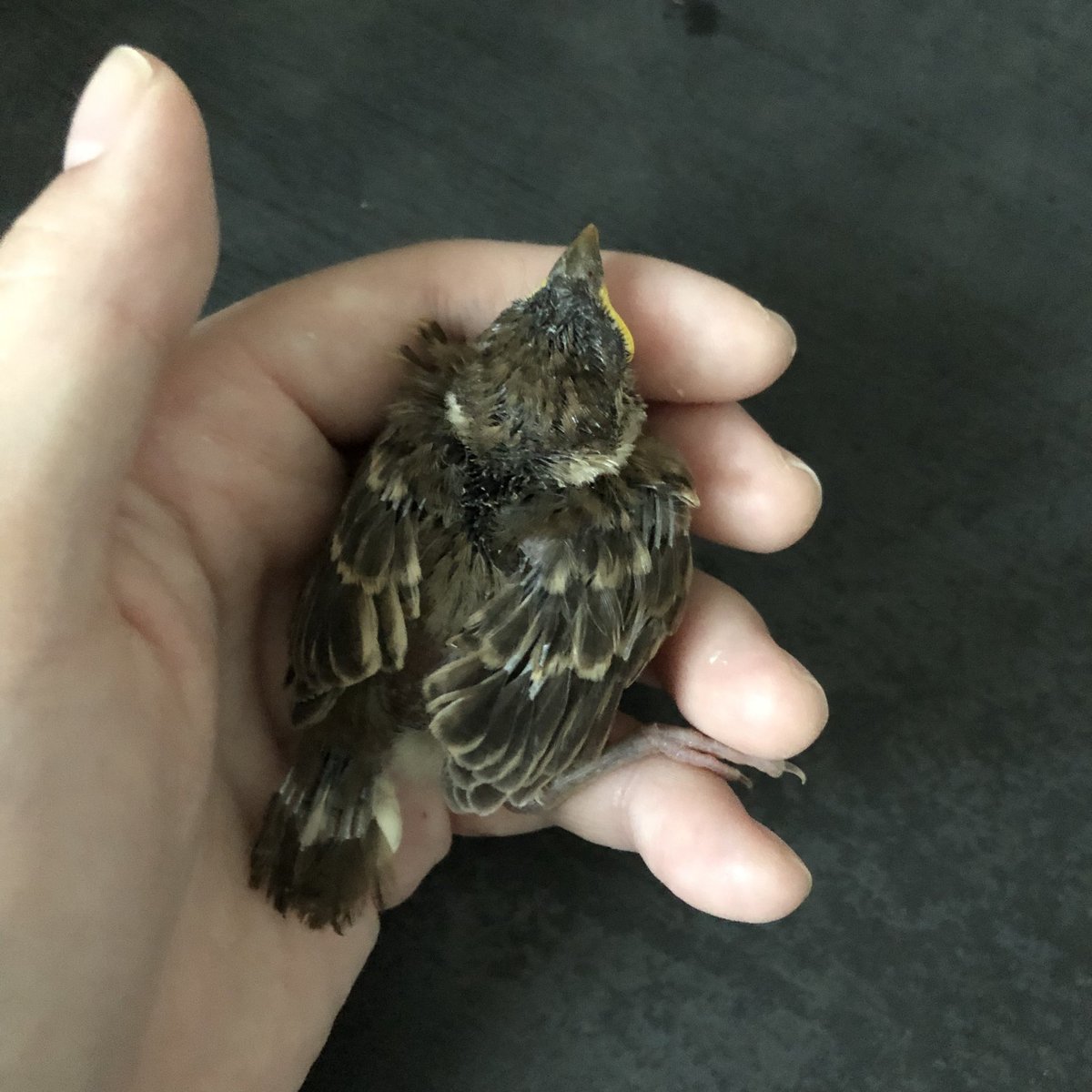 ツバメの古巣を利用してるスズメの赤ちゃんが落ちていた(気嚢破裂?か、太もものとこで皮下気腫になってた)治してもらい巣に戻したまでのできごと 親鳥は来てくれるよかたね 