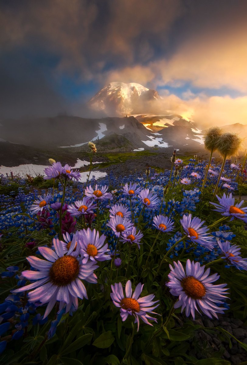 Here’s some flowers and a mountain.