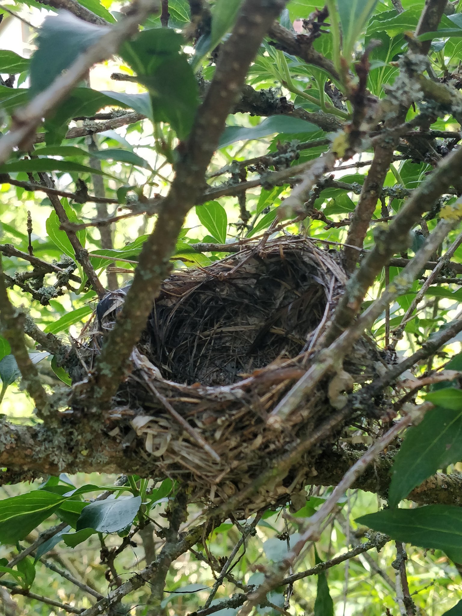 Diana Persau A Twitter Ein Leeres Vogelnest Das Bis Vor Kurzem Noch Bewohnt War Kunstvoll Gebaut Und Sorgsam Verborgen Im Garten Zwischen Der Forsythie Seitdem Meine Drei Kinder Flugge Geworden Sind Hat