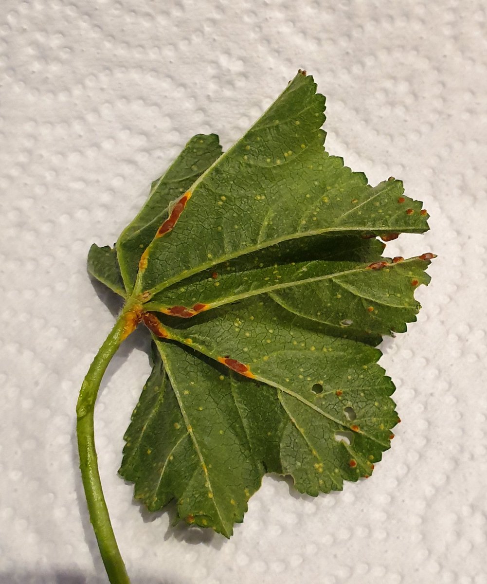 Figueroa_MM's tweet image. Mia was bred to find truffles but to my surprise she hunts for rust 🤣!!! Amazing!!!!  It must run in the family! 🐾🐾 #secondsample