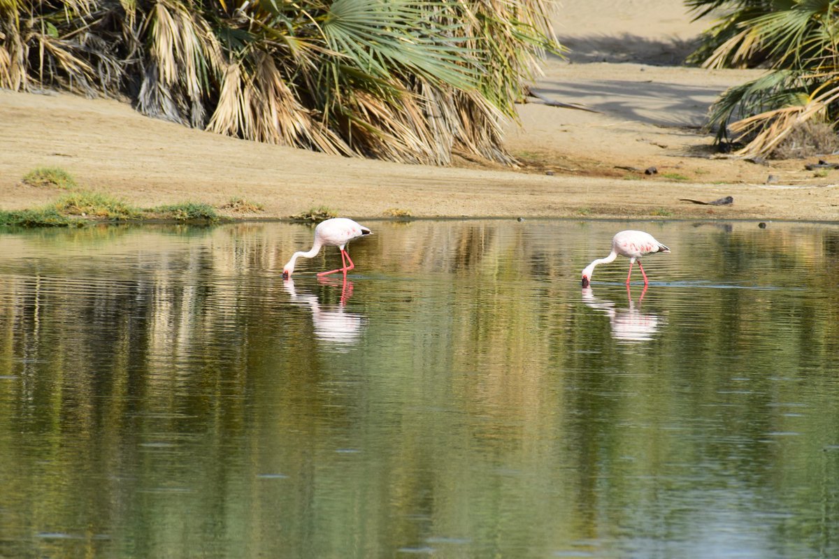TurkanaLand's tweet image. #WelcomeBackHome #ExploreTurkana 
One of the three crater lakes of Central Island National Park, Lake Turkana, is a breeding ground for flamingos; Flamingo Lake. From time to time, the flamingos visit the pools by the lake shores of Eliye Springs.@TurkanaCountyKE