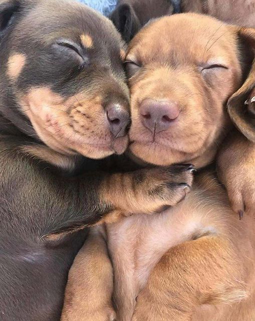 Punjiipet's tweet photo. Sharing a wee bit of love with you all today. 😊😍❤️

post credit:@Doglovers.tts

#doglife #doglovers #pet #Punjiilife #pets #doggo #instagram 
#dogstagram #instadog #cute #dogoftheday #love #doglover 
#huffpostgram #weeklyfluff #buzzfeedanimals #corgistagram #petsofinstagr https://t.co/mMcYQuPSDl