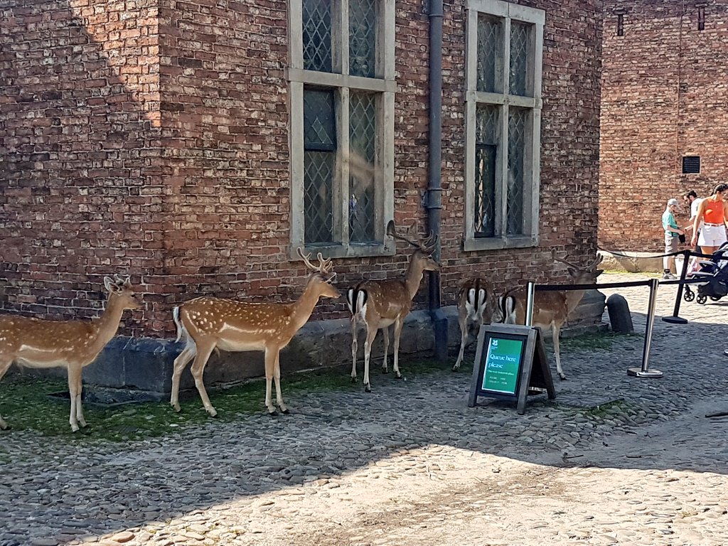 samdbmg's tweet photo. @DunhamMasseyNT Those deer are very good at queing when they want their ice cream! https://t.co/jUN79agDQQ