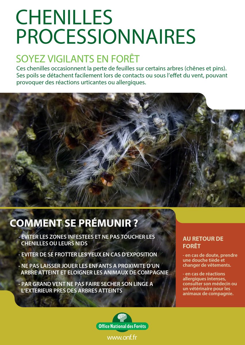 LimeilBrevannes's tweet image. [ #ChenillesProcessionnaires 🐛⚠ ] 

⏭ Les chenilles processionnaires du chêne se multiplient ces dernières semaines. 🐛🐛🐛🐛🐛