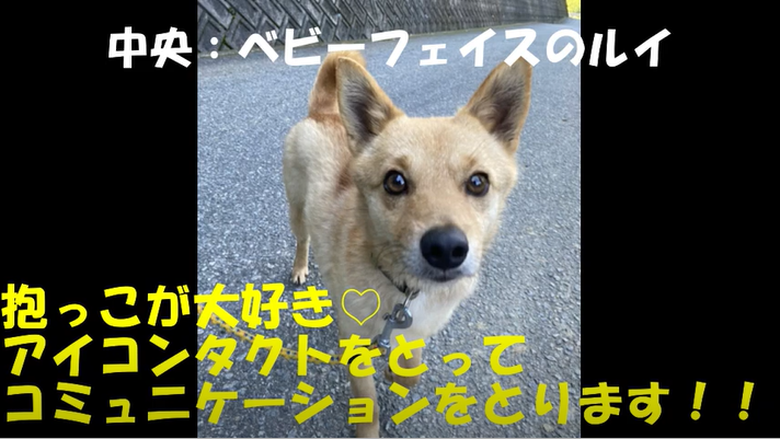動物愛護センターの日々の出来事をご紹介 保護犬と日々奮闘する 広島県動物愛護センター のスタッフの日常をブログでご紹介して 21 07 19 中区の行政 広島県 まいにちを豊かに りっち