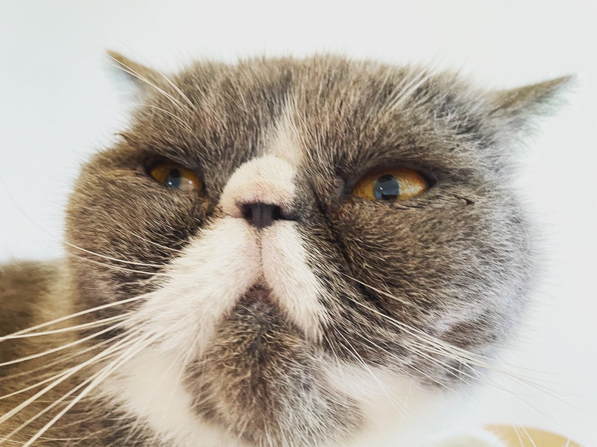 猫カフェ紅葉 大阪 泉南市 Nekocafemomiji Twitter 猫カフェ紅葉 大阪 泉南市 Nekocafemomiji Twitter