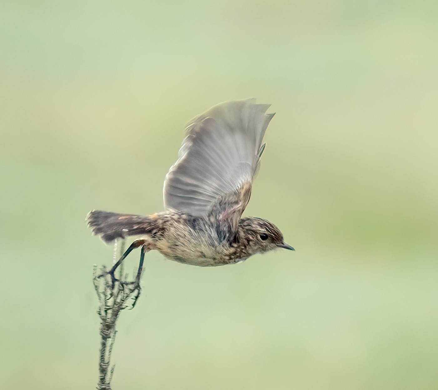 Stonechat In Flight Norfolk Coast and Broads NT on Twitter: