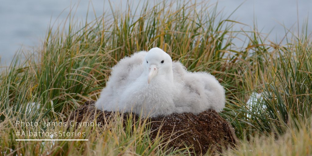 After some weather-related delays, results are in from the July wandering #albatross census conducted by the @BAS_News team on #BirdIsland...543 chicks! 🐥 

This is up from 499 at this time last year, not out of the woods yet though! 🤞

#AlbatrossStories