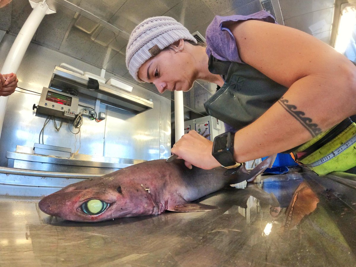 DSBSoc's tweet photo. Meet the #nextgeneration of #deepsea researchers:

Sofia Graça Aranha Carvalho Ramos
#PhD student at @CienciasDoMar @UAlg

working on deep-sea elasmobranch (e.g. #sharks, rays &amp; skates) ecology
https://t.co/sNxC9uYneN

#ScientistProfiles #ECRs https://t.co/1YswzTbWUP