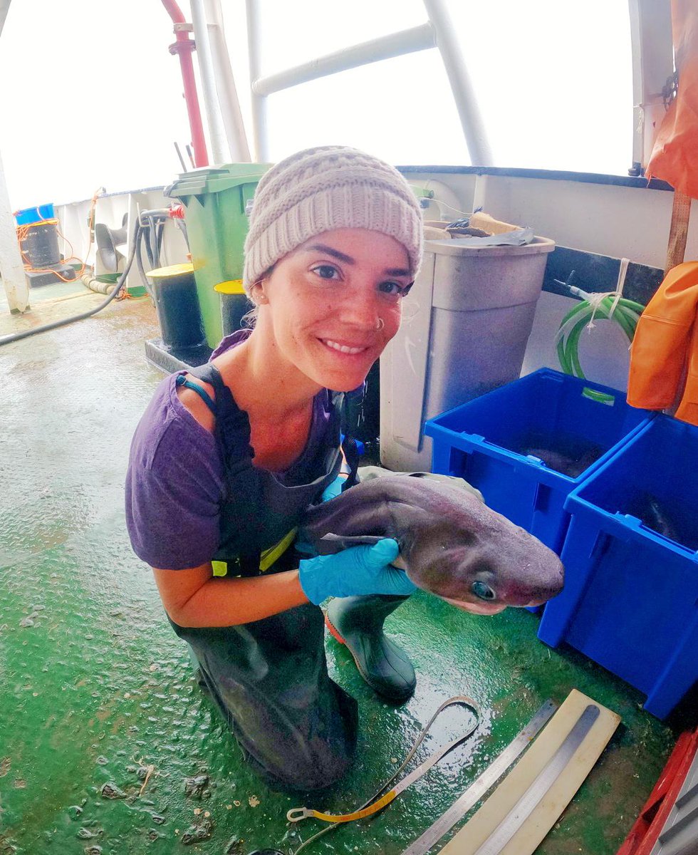 DSBSoc's tweet photo. Meet the #nextgeneration of #deepsea researchers:

Sofia Graça Aranha Carvalho Ramos
#PhD student at @CienciasDoMar @UAlg

working on deep-sea elasmobranch (e.g. #sharks, rays &amp; skates) ecology
https://t.co/sNxC9uYneN

#ScientistProfiles #ECRs https://t.co/1YswzTbWUP