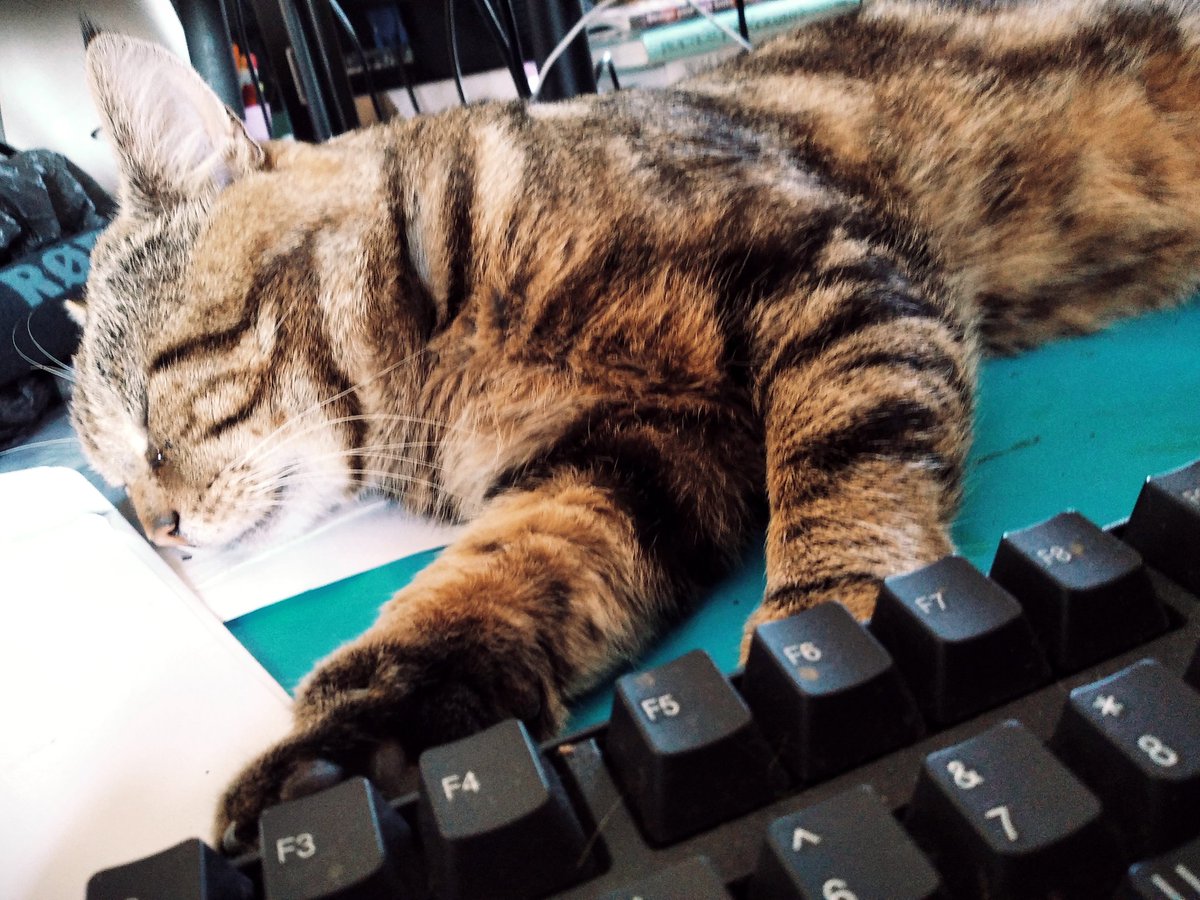 GlavindStrachan's tweet photo. My #cat is #helping today 🤣 I guess a furcoat isn't great in this weather 😍 #farmcat #CatsOfTwitter #computerprotection #deconphotographer https://t.co/KdcGjX0rTk