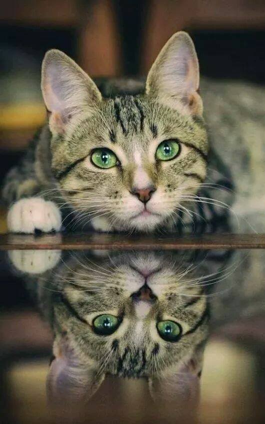 Pavlo 🏝️🐬 (@pavlo_ua) on Twitter photo 