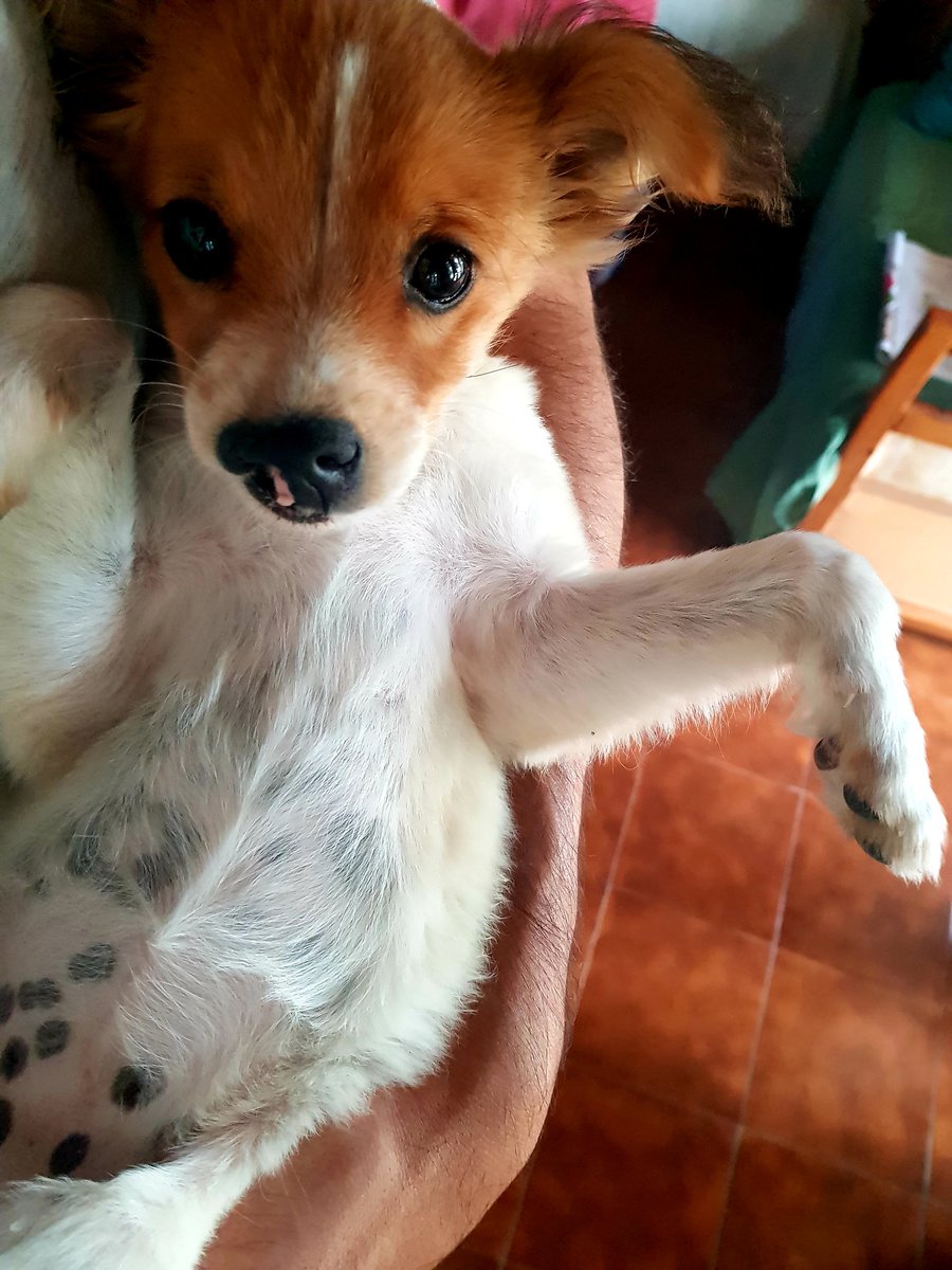 vi presento la signorina Flo, che fino a ieri se chiamava Ugo perché in 5 + il veterinario era'mo convinti ch'era maschio.
Saluta, Flo.