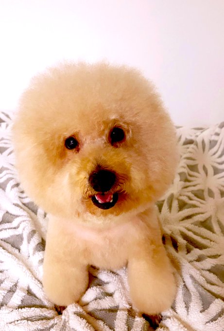 お帰りーチャチャ&hearts;︎ https://t.co/3CJfnSE16s<a href="/tag/hulu"class="tags"><span>#hulu</span></a><a href="/tag/%E5%8D%83%E3%81%A8%E5%8D%83%E5%B0%8B%E3%81%AE%E7%A5%9E%E9%9A%A0%E3%81%97"class="tags"><span>#千と千尋の神隠し</span></a><a href="/tag/%E4%B8%8A%E7%99%BD%E7%9F%B3%E8%90%8C%E9%9F%B3"class="tags"><span>#上白石萌音</span></a>