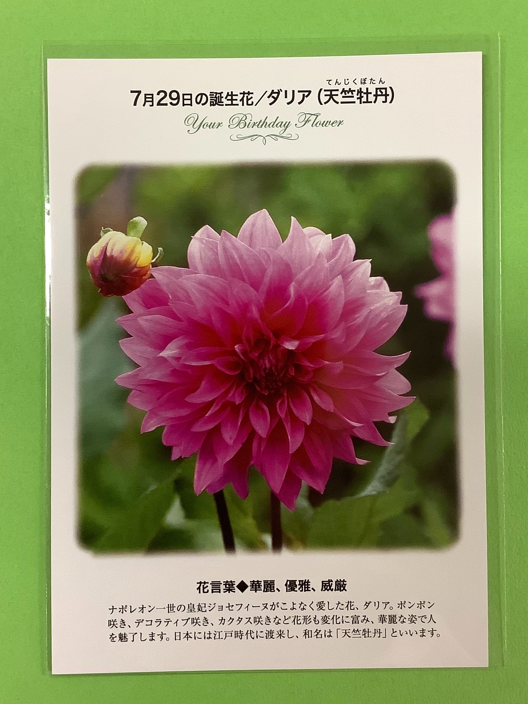 紀伊國屋書店 梅田本店 誕生花ポストカード 7 29の 誕生花 は ダリア ナポレオン一世の皇妃 ジョセフィーヌがこよなく愛した花 日本には江戸時代に渡来し 和名は 天竺牡丹 てんじくぼたん といいます 花言葉 は 華麗 優雅 威厳 只今