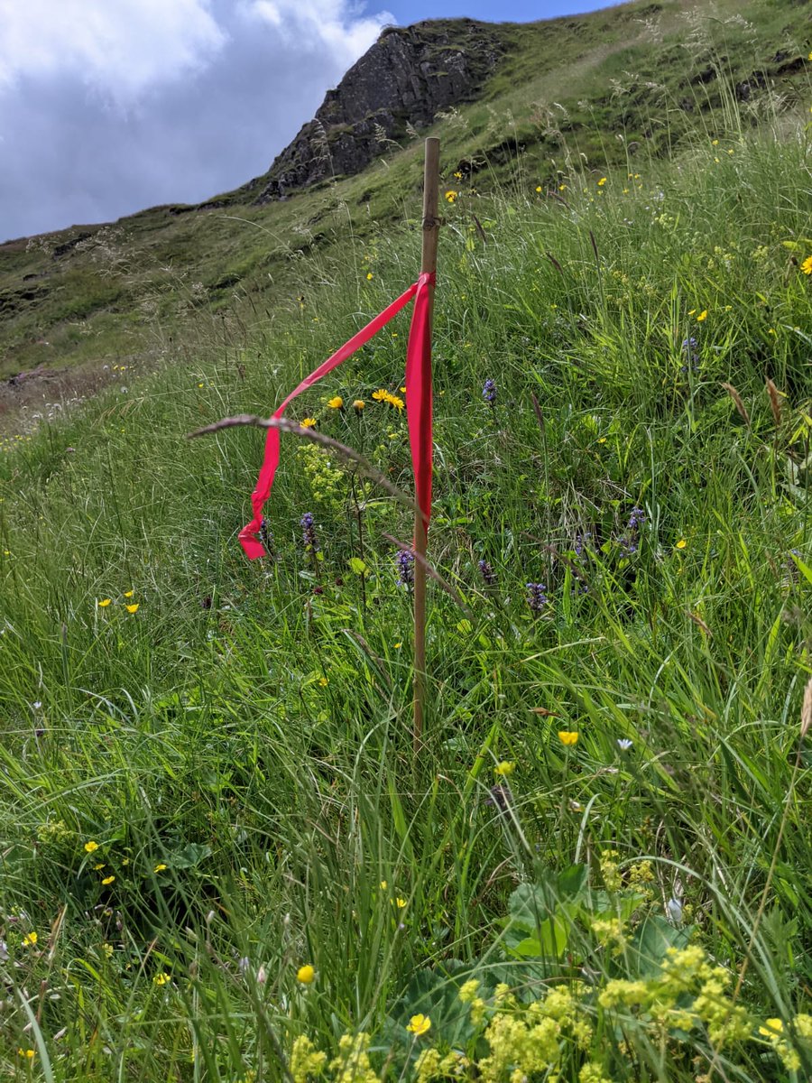 BordersForest's tweet photo. In the autumn we will be planting montane plants on Stirk Craig. Site office Andy, has marked out the alpine flower meadow areas, as when we come to planting, we do not wish to plant on this habitat.
#montanescrub #alpine #alpineflower #alpineflowermeadow #BordersForestTrust https://t.co/vCqZVC56lU