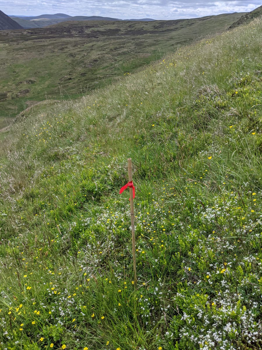 BordersForest's tweet photo. In the autumn we will be planting montane plants on Stirk Craig. Site office Andy, has marked out the alpine flower meadow areas, as when we come to planting, we do not wish to plant on this habitat.
#montanescrub #alpine #alpineflower #alpineflowermeadow #BordersForestTrust https://t.co/vCqZVC56lU