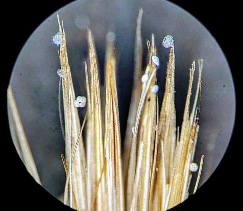 US_SciOD's tweet photo. When we say "micro"fossil, this is how small we are talking. Here is a brush, with #rads (glass skeletons) &amp; #forams (popcorn shaped🍿) stuck in the hairs, for a sense of scale.🧐🖌️🐚
Then, any one of these microfossils can fit 💯s of nannofossils inside them! #Exp395C #IODP @NSF https://t.co/q9FggU7iOA