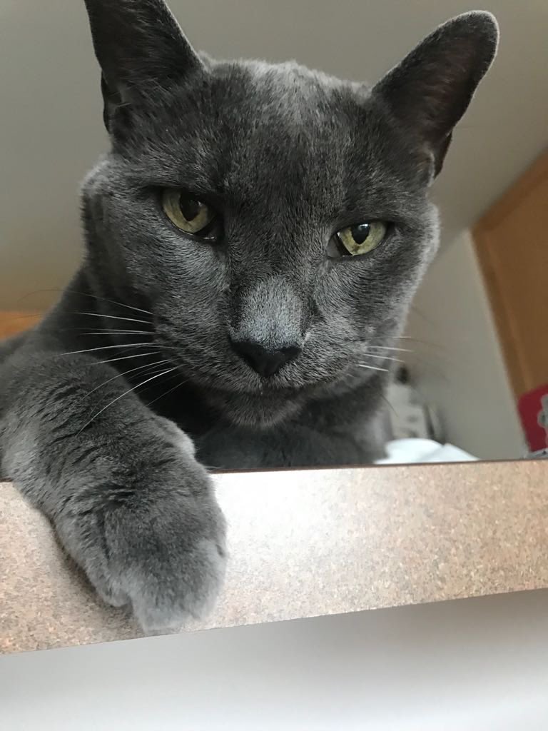 ScaltritiLab's tweet photo. My cat Rondo left us yesterday. I adopted him 8 years ago and it was one of the best thing I did. I decided to do something more productive than grieving. I will donate to the @HumaneSocietyNY 1 dollar for each retweet with the hashtag #AdoptAdultAnimals by midnight CET. https://t.co/m495udd1Ye