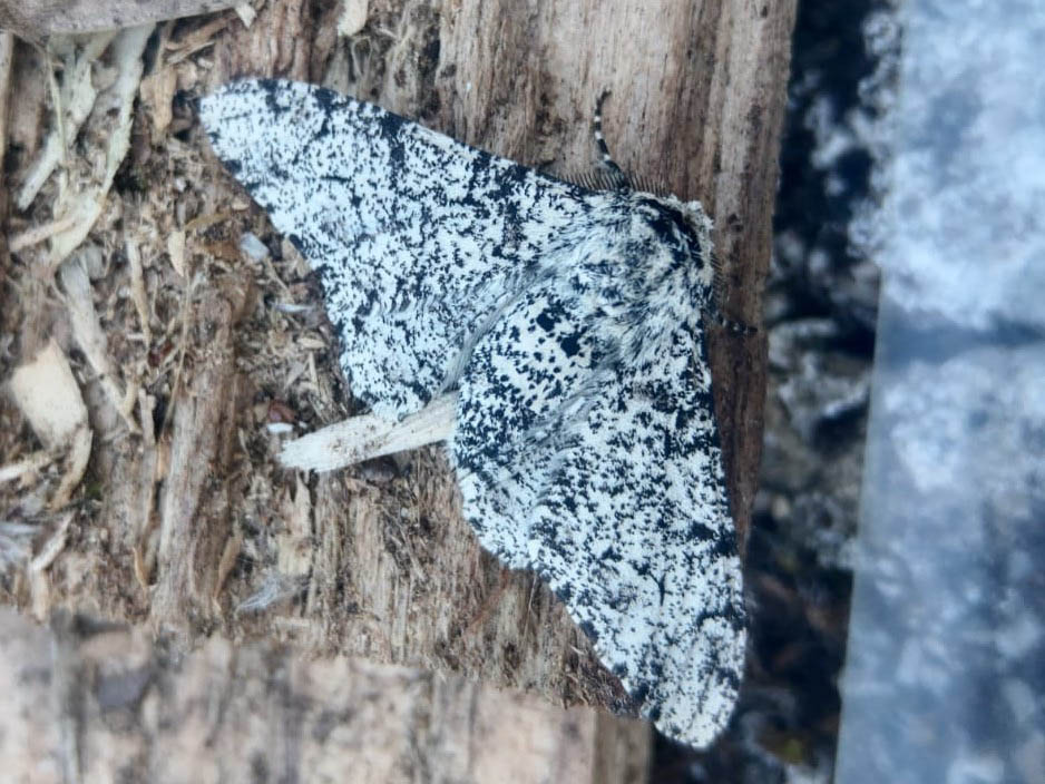 Digitising the NHM tweet media