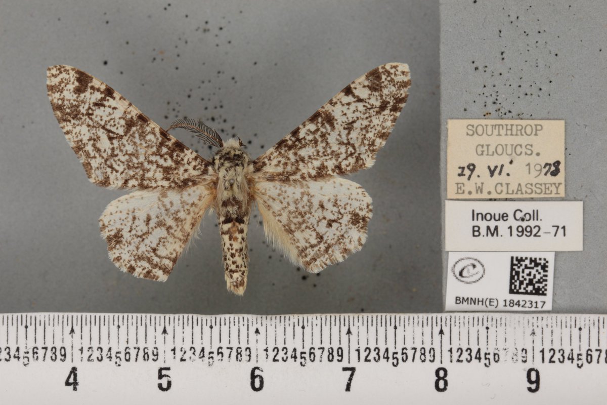 Digitising the NHM tweet media