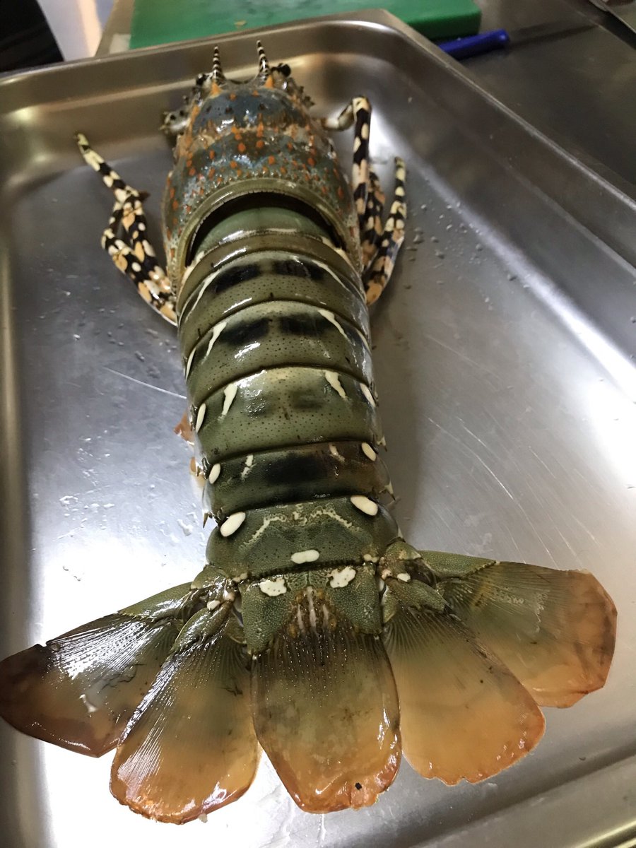 ZeeCaf_NoshCo's tweet photo. A #Lobster brought in to cook by regulars😳
or it’s called #PaintedCrayFish😋
常連様達に頼まれて
彼らが捕まえた #ロブスター の一種😉を料理しました✨
出来上がった写真を撮るの忘れてしまったんですが😅
#Nofilter #SunshineCoast #Australia #LocalCatch
#ノンフィルター #オーストラリア https://t.co/wWIlpOWVHl