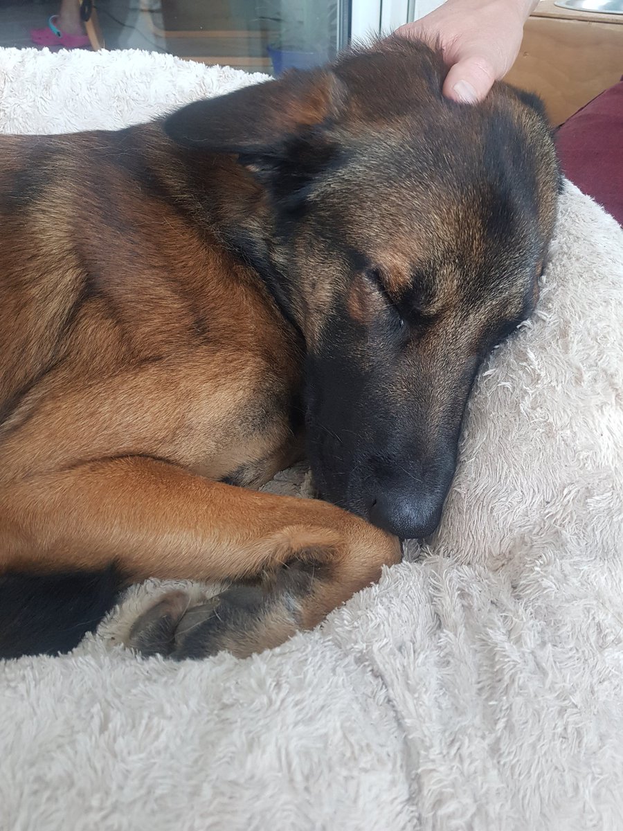 AtelierLeonie_'s tweet photo. Mon gros doudouuuuu 🐕🖤 

On l'aime si fort !
Ce post est pour nos amis et nos amour de bête, partagez vos animaux 🐴🐕🐱🦄🐖 
(On a tjrs besoin de photos d'animaux !) https://t.co/t9RySBizzI
