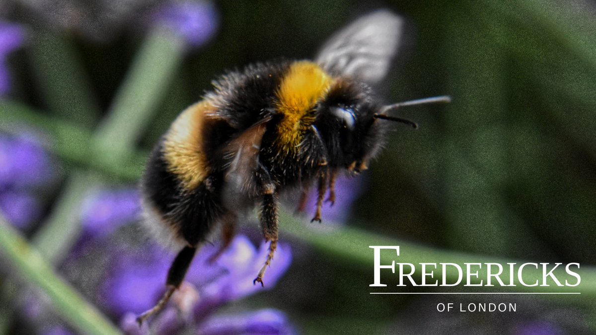 There’s a buzz of excitement and positivity in the air today 🐝🐝🐝
fredericksoflondon.co.uk

#fredericksoflondonflowers #bees #nature #naturephotography #freshflowers #hotelflowers #flowers #florist #londonflorist #essexflorist #weddingflowers #essexbridetobe #RetweeetPlease 🐝