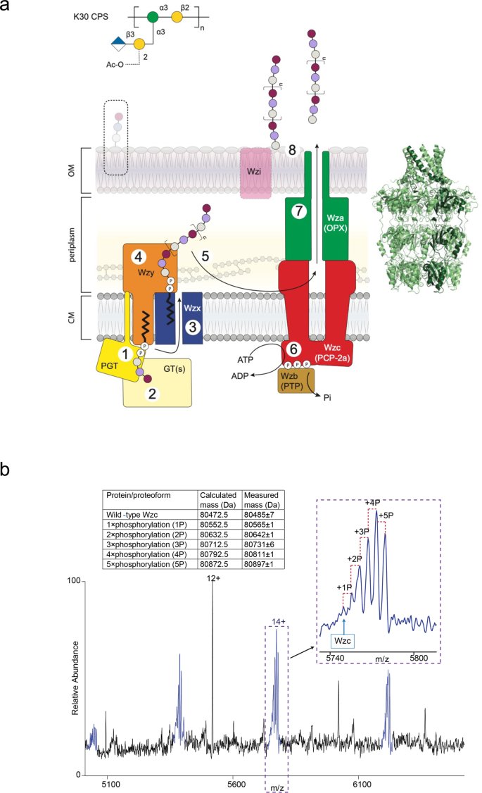 Teams from @RosFrankInst, @OxfordStrubi, @UofG_MCB led by Chris Whitfield and James Naismith decifer the molecular basis for regulation of bacterial capsule assembly by Wzc go.nature.com/3z9aNNp