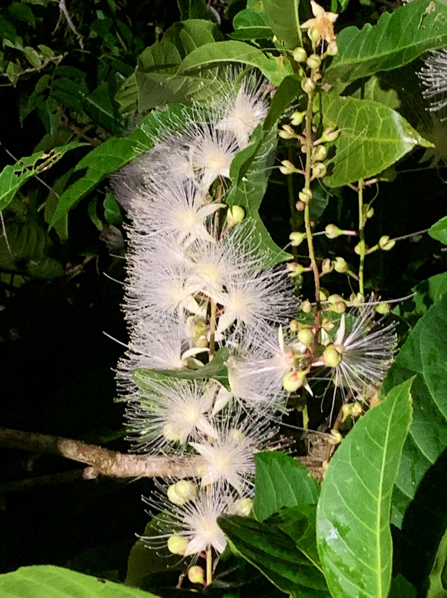 はたけやま裕 沖縄で今シーズンの花といえば サガリバナ マングローブの川など湿地帯に自生しています 日没前から咲き始め明け方には落下する一夜限りの花 甘い香りを漂わせるのも特徴的です 花言葉は幸運が訪れる 別名 舞香花 この花の曲を2つ