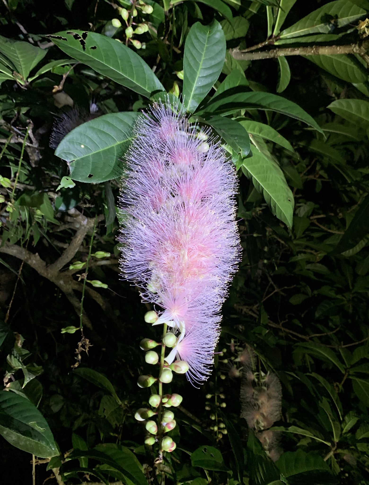 はたけやま裕 沖縄で今シーズンの花といえば サガリバナ マングローブの川など湿地帯に自生しています 日没前から咲き始め明け方には落下する一夜限りの花 甘い香りを漂わせるのも特徴的です 花言葉は幸運が訪れる 別名 舞香花 この花の曲を2つ