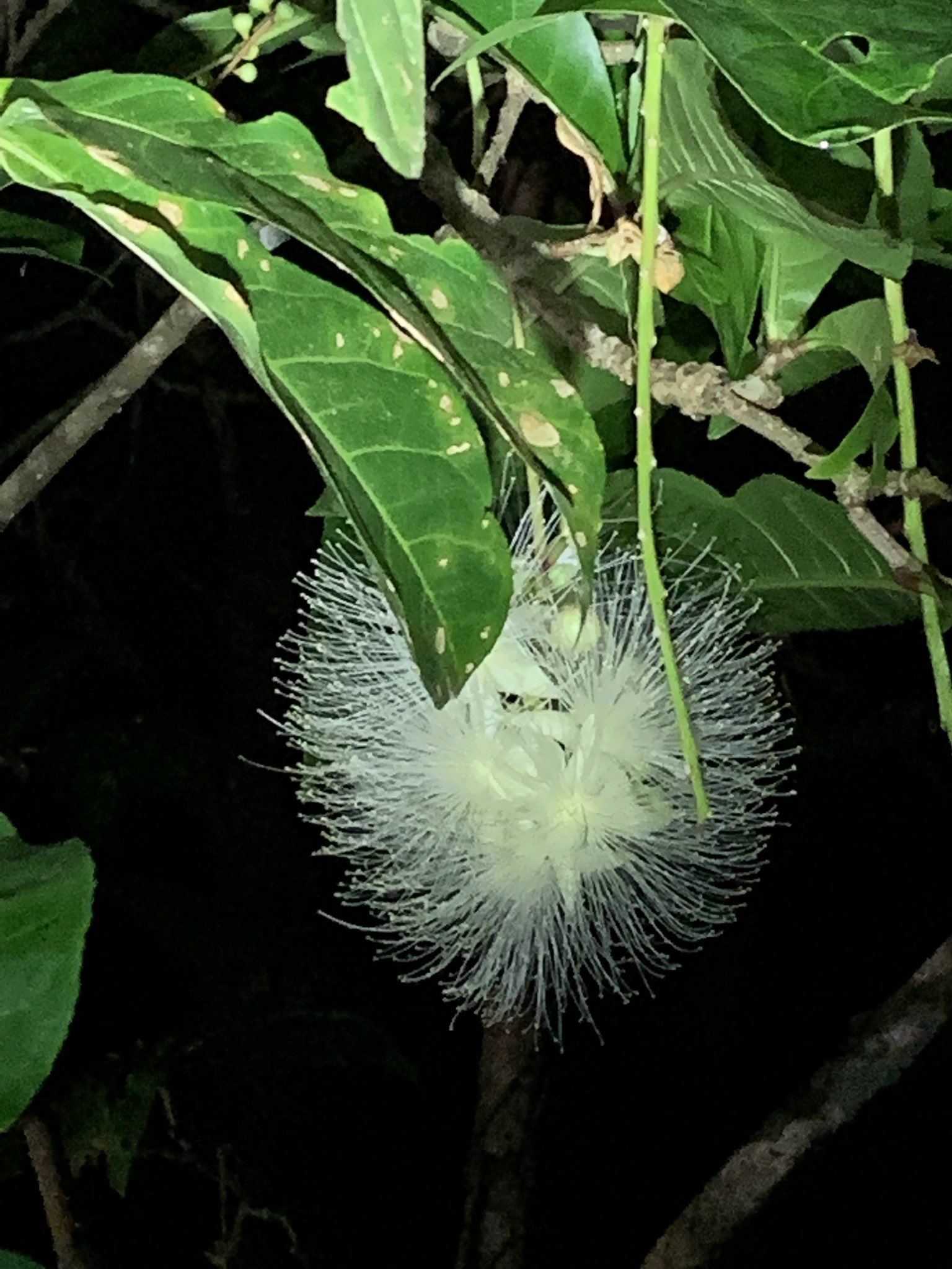 はたけやま裕 沖縄で今シーズンの花といえば サガリバナ マングローブの川など湿地帯に自生しています 日没前から咲き始め明け方には落下する一夜限りの花 甘い香りを漂わせるのも特徴的です 花言葉は幸運が訪れる 別名 舞香花 この花の曲を2つ