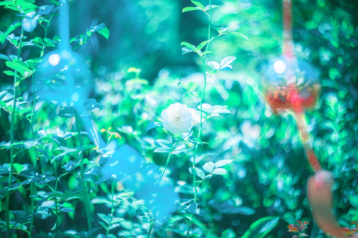 Ichiph's tweet photo. お花と風鈴の組合せが素敵でした https://t.co/vO8Vhviv7P