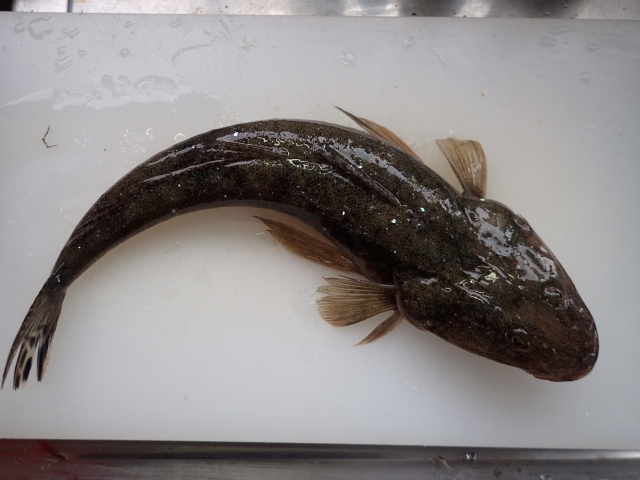 けんいち料理長 真鯒 まごち Flathead 夏の高級白身魚の代表と言える魚 シコシコとした歯触りと淡泊な味で美味 皮は湯引きして細切りにして添えられることが多い 瀬戸内では人気のある魚 形が牛の尾に似てることから 牛尾魚 と書く メゴチとマゴチは