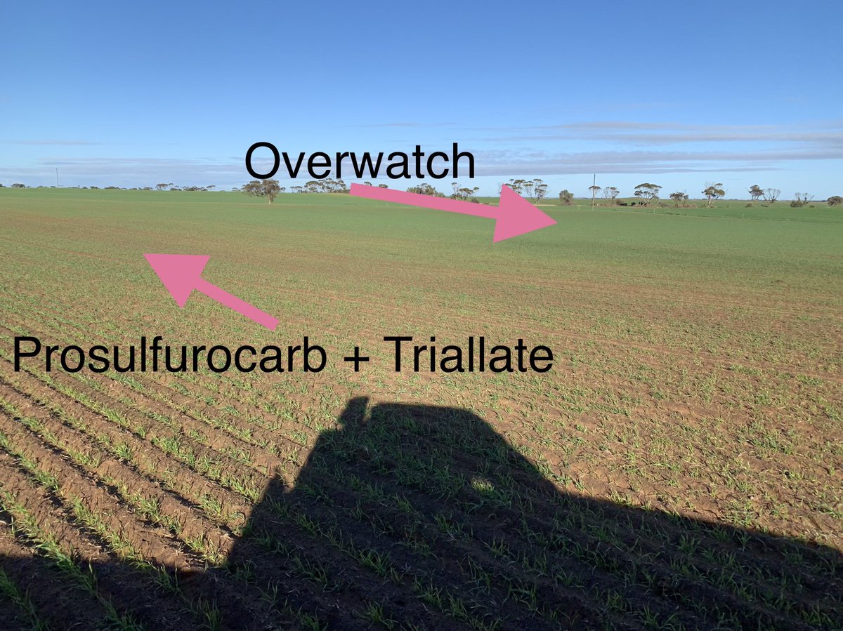 Can you see the line? No ryegrass no competition for nutrients. #hungrysands