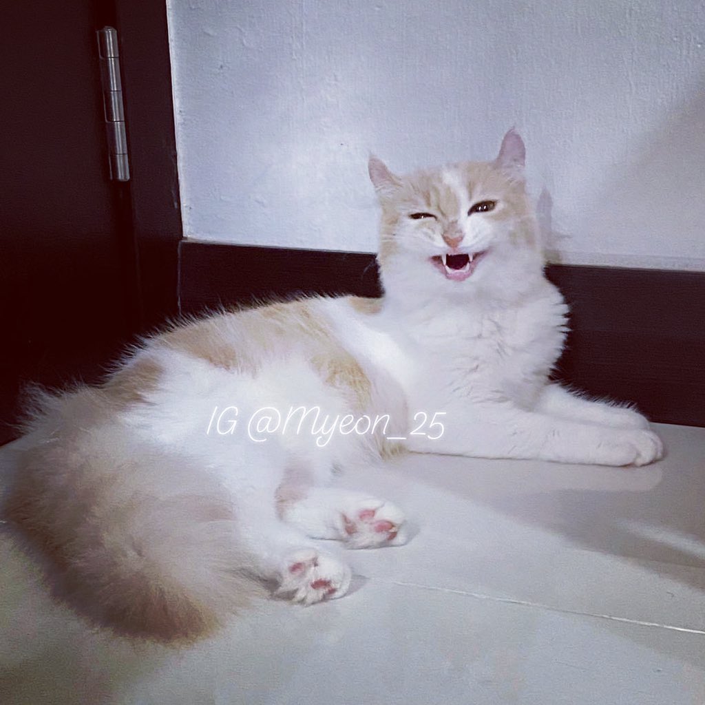 yanni_0310's tweet photo. My sweet baby ever
Today she smile to my camera 🥰
#myeon #americancurl #kitten #美国卷耳猫 #cat #catlovers #catlover #catlife #catphoto #kittenlovers #kittensofinstagram #kittenlife #lovekittens https://t.co/ROLckfjAMz