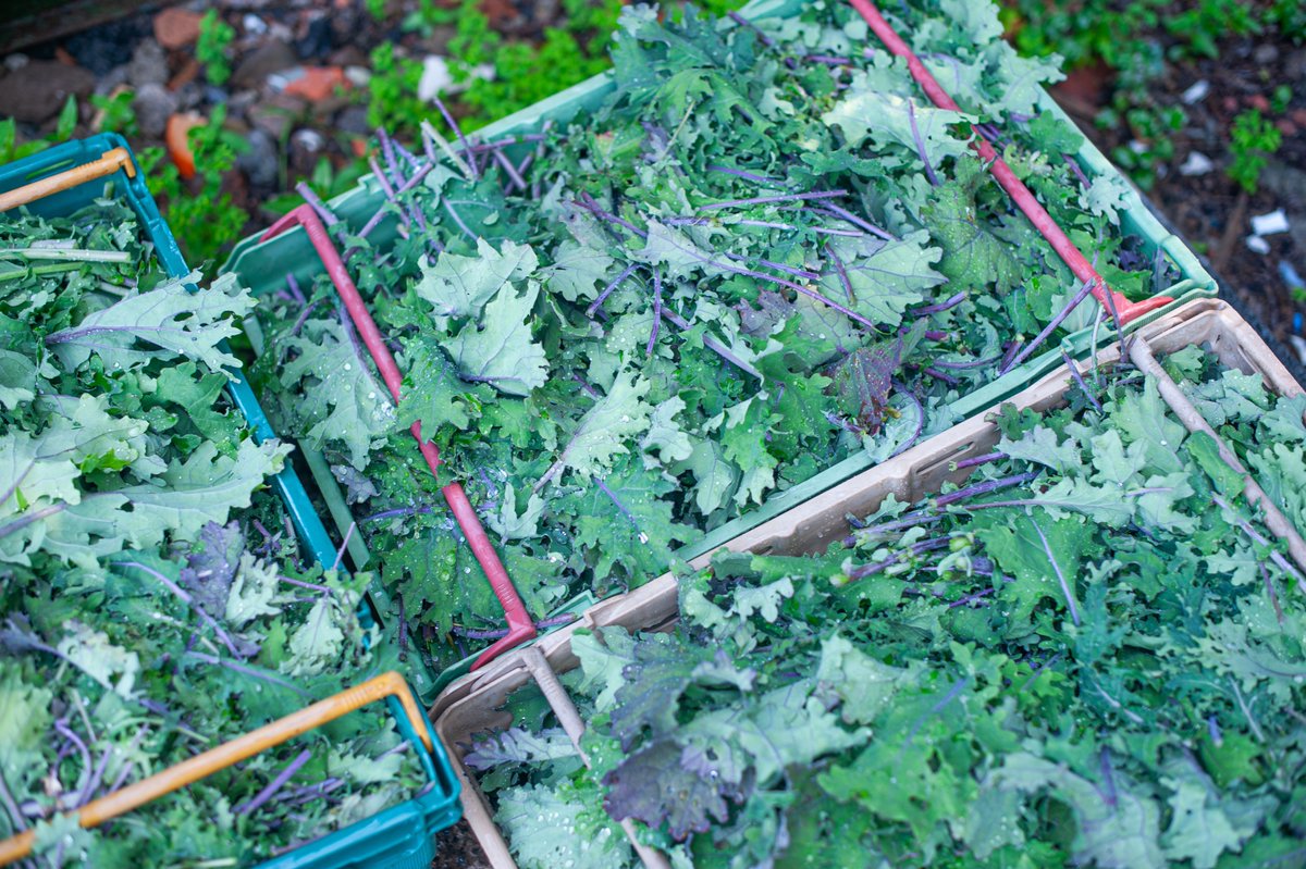 AvonGleaning's tweet photo. It is hot out there! Summer is finally here and gleaning season will soon be in full swing - We saved 63 kilos of kale on Friday at Lush Greens.
This fresh produce found homes at BASE &amp; Roses, @family_action , and Baraka Community Café
#BiteBackBetter #gleaning #farming #Bristol https://t.co/U48EERY0LQ