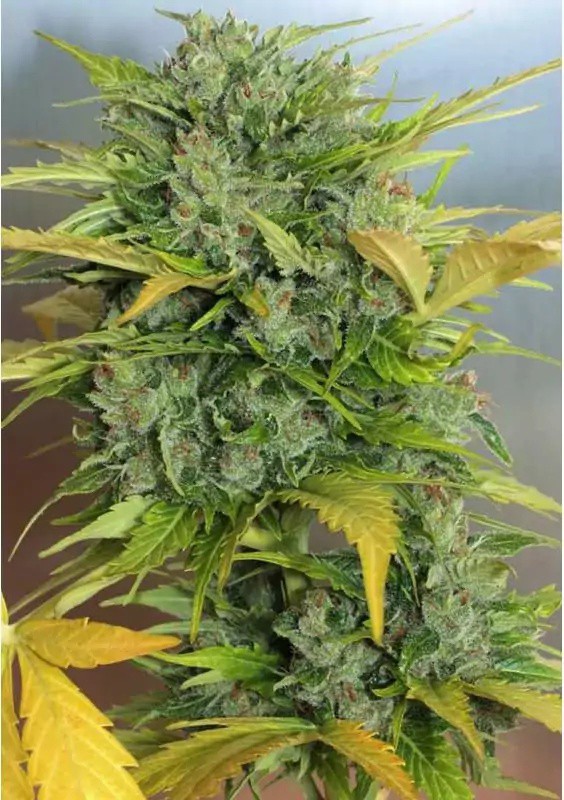 grow_shop's tweet photo. Semillas Auto AK 47 autoflorecientes de Serious Seeds ๐ https://t.co/jGjYXzd6sR
#AUTOAK47 #AutoAK47SeriousSeeds #SemillasAutoAK47SeriousSeeds #SeriousSeeds #Experiencianatural #Semillasdemarihuana https://t.co/NcTfQzTK7f
