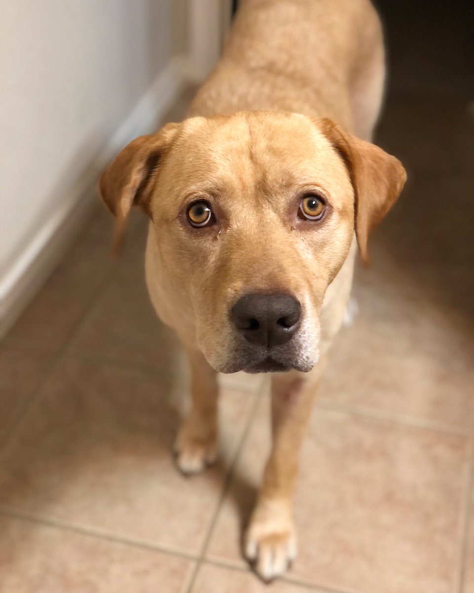 AlongCameMajor's tweet photo. Good Morning from El Barnito 🥰 #WeShouldUseTwitterMore #dogsoftwitter #labrador https://t.co/O0MMvMSG8u