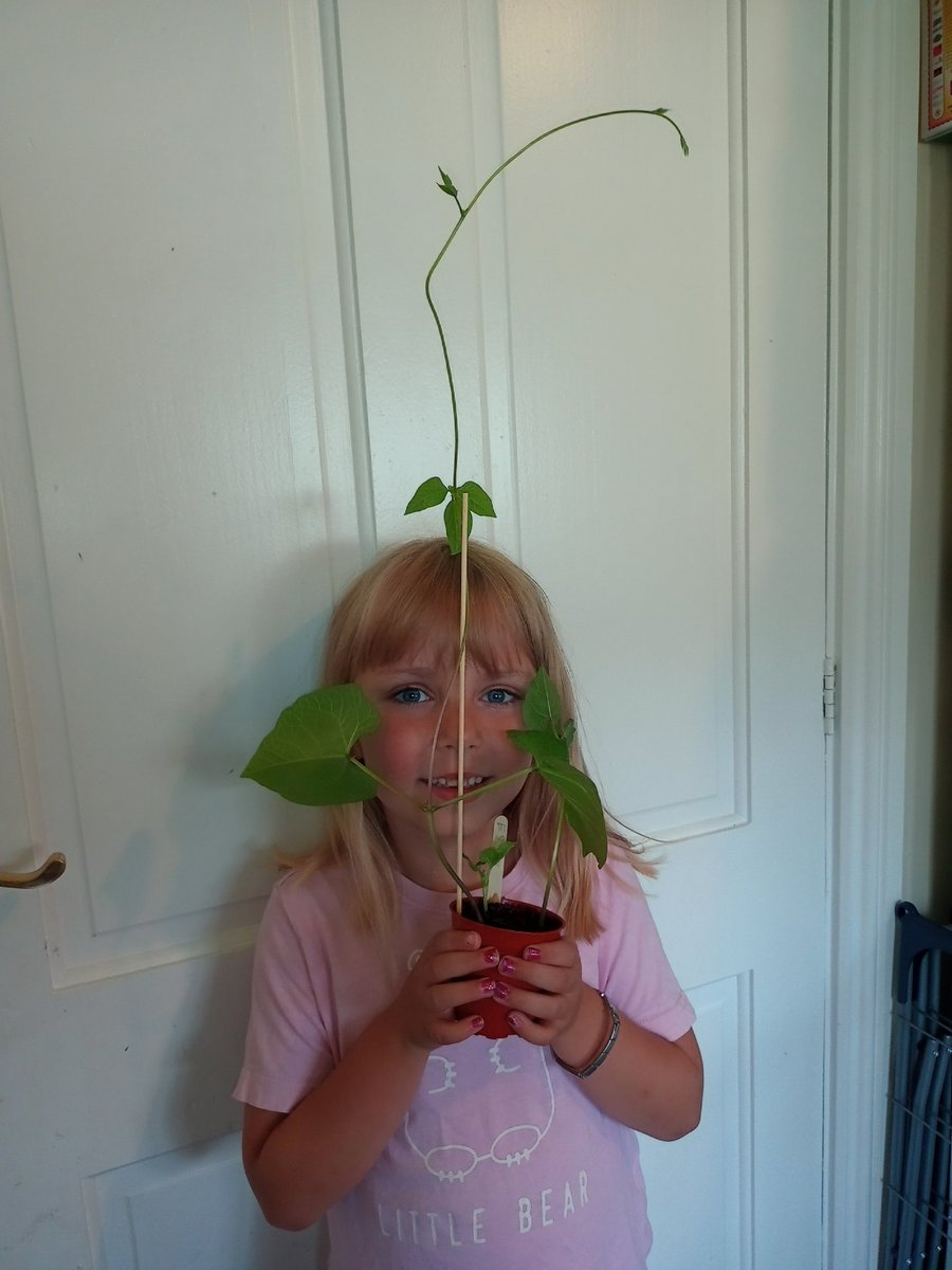 ahanslipryan's tweet photo. Esmae is so proud of her runner bean plants that she's grown from seed at @DeltaStrand they're now bigger than her head! 🌱💜 https://t.co/tFowDd04Wh