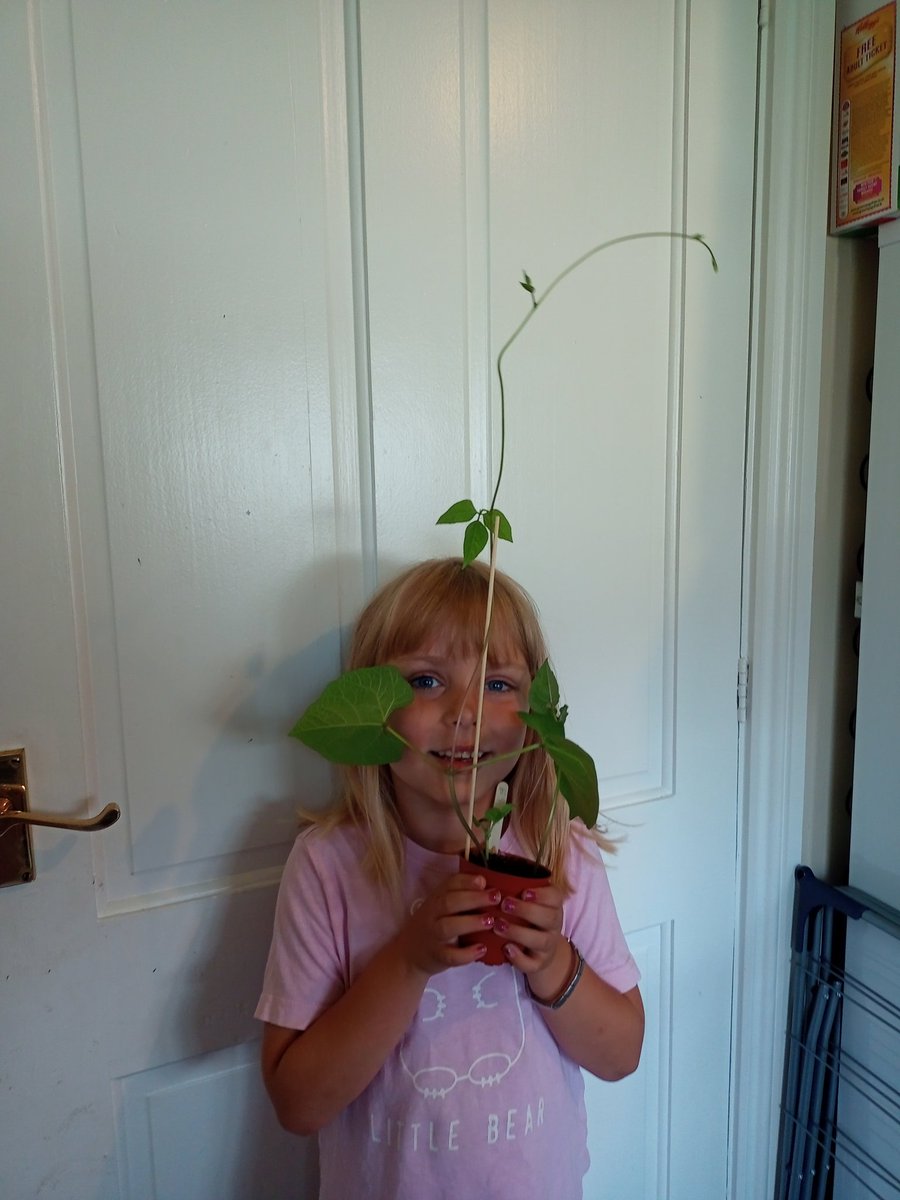 ahanslipryan's tweet photo. Esmae is so proud of her runner bean plants that she's grown from seed at @DeltaStrand they're now bigger than her head! 🌱💜 https://t.co/tFowDd04Wh