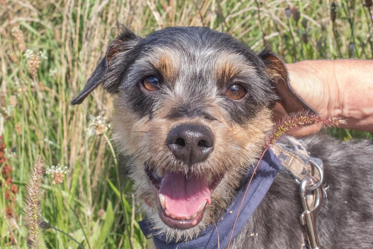 spamulhouse68's tweet photo. Album  🐶 à l’adoption : BEBE mâle, type PINSCHER-JACK RUSSEL, de 6 ans.chien qui est curieux, joueur, et sympa ; il connaît la 🚗;faut l'habituer à rester seul un minimum de temps afin qu'il ne fasse plus du tout de bêtises et qu'il n'aboie plus. Attention, pas d’autres animaux https://t.co/Ke42xRrvAh