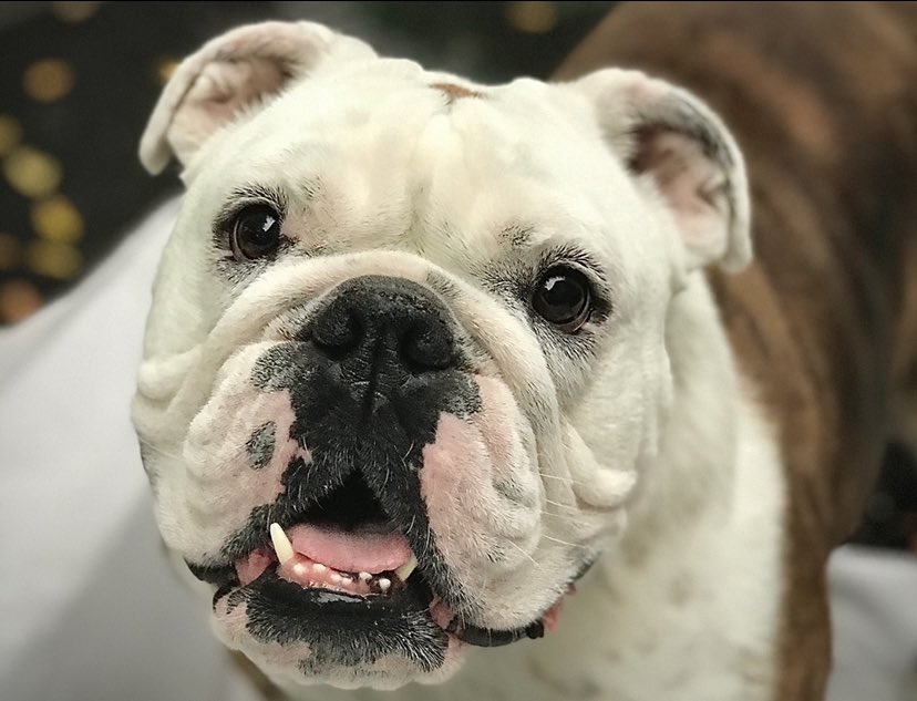 ericapierceee's tweet image. @petvalu #PVCastingCall2021 Grace enjoys long walks to her napping couch, rolling in the snow, cuddling, and demands scrambled eggs with her kibble every morning