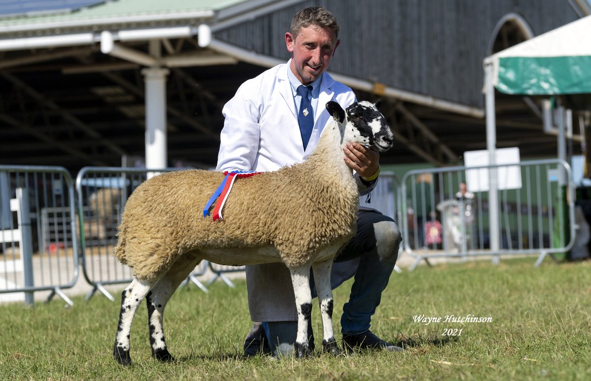 The Pye family were crowned North of England Mule champions with their first prize single gimmer lamb as the Great Yorkshire Show made a welcome return to live action this year.
Report here: nemsa.co.uk/post/pyes-on-a…
