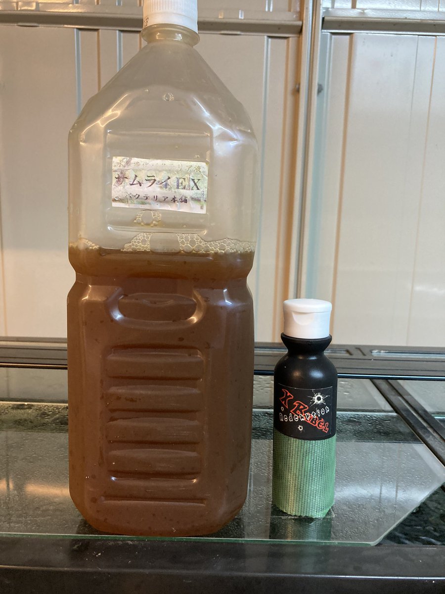 めだか道場（磐城） tweet media